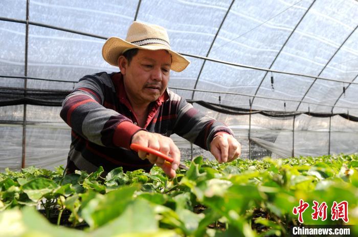 吴万芳在百香果园内工作。　张金川 摄