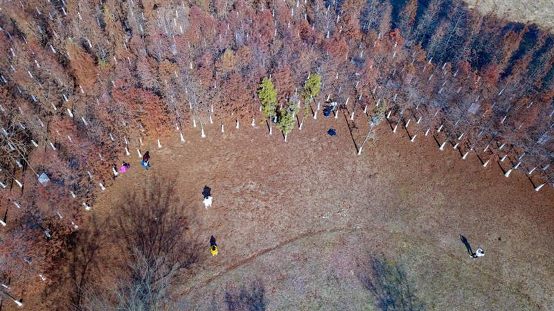 12月30日，市民在湖南松雅湖国家湿地公园观赏水杉（无人机照片）。