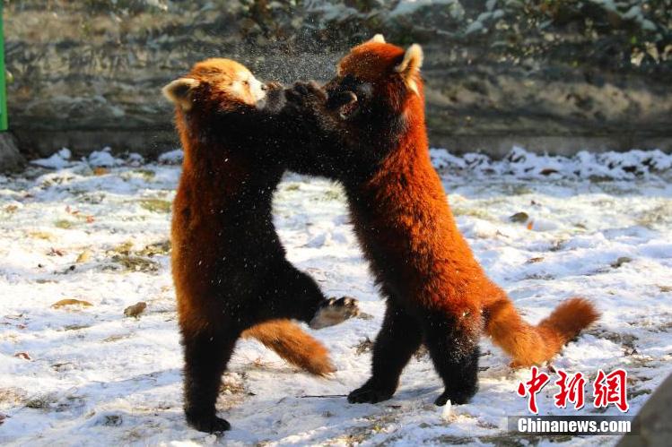 常州淹城野生动物世界小熊猫雪地“打架” 萌翻众人