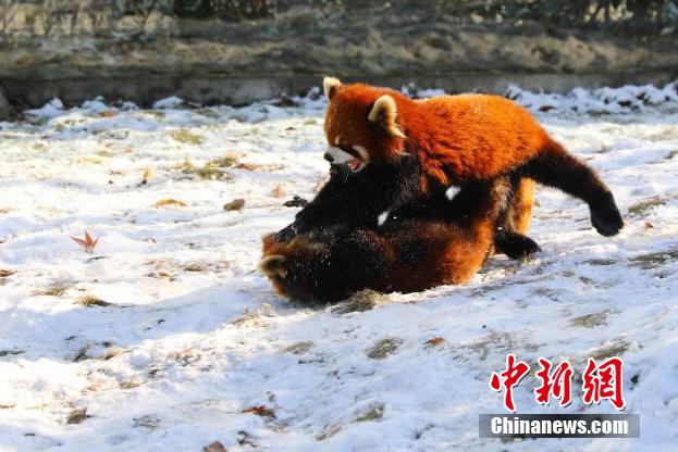 常州淹城野生动物世界小熊猫雪地“打架” 萌翻众人