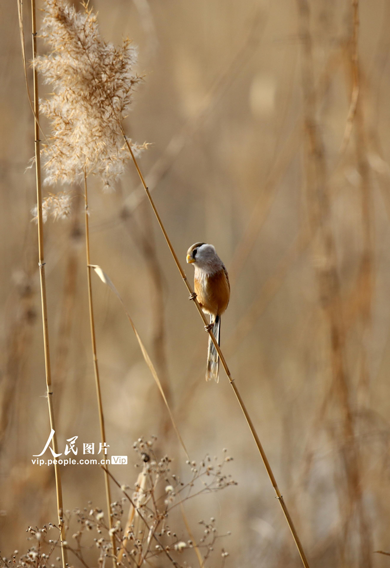 江苏连云港：“鸟中大熊猫”震旦鸦雀湿地安家【4】
