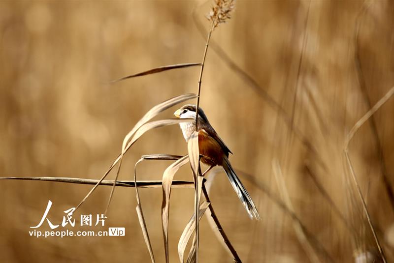 江苏连云港：“鸟中大熊猫”震旦鸦雀湿地安家【5】