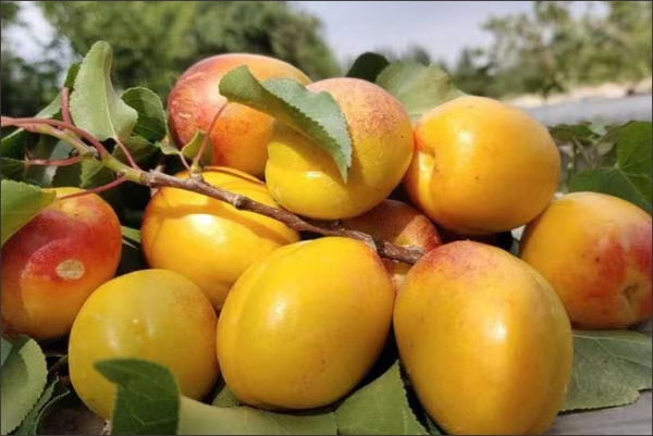 1625125911274708.png 图片24.png