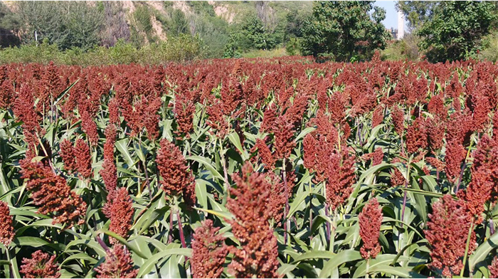 万吨基酒建设项目起航！白水杜康：名酒梦想已复苏