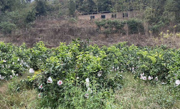 1669786119295144.png 图片4.png