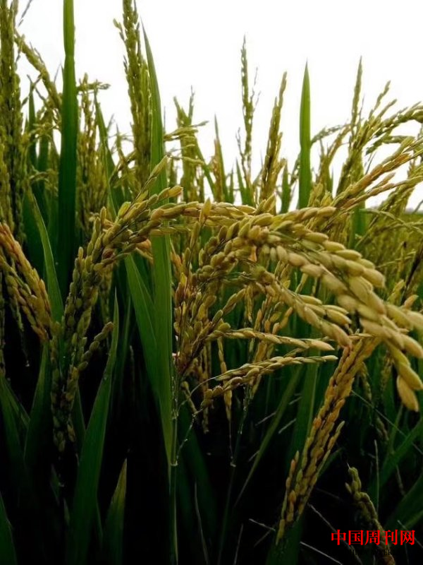 图片3.png 图片3.png