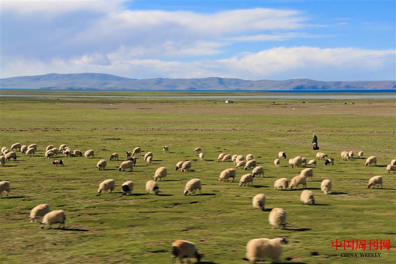 摄图网_500623046_青藏高原的牧羊人(企业商用).jpg