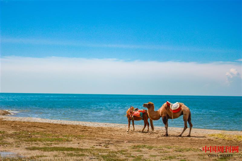 摄图网_500526405_青海湖边的骆驼(企业商用).jpg