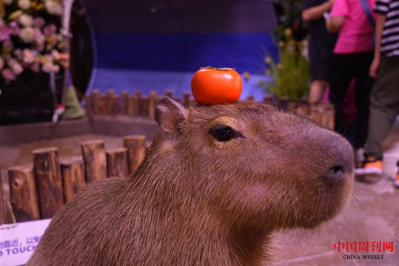 图片 5.png 图片 5.png